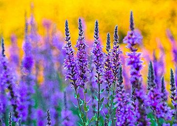 塔防游戏《糖果灾难》蒸汽平台现已上线，现在开启塔防新体验